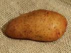 foto La patata la cultivar Tiras
