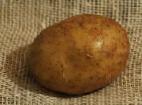 foto La patata la cultivar Dnipryanka