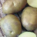 foto La patata la cultivar Karlita