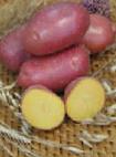 foto La patata la cultivar Rozara