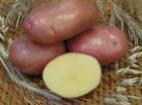 foto La patata la cultivar Aroza
