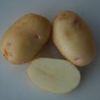 Photo une pomme de terre l'espèce Nevskijj