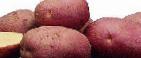 foto La patata la cultivar Roko