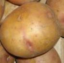 Photo une pomme de terre l'espèce Zhukovskijj rannijj