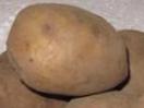 Photo une pomme de terre l'espèce Lugovskojj