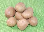 Foto Kartoffeln klasse Bryanskijj Delikates