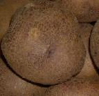 Photo une pomme de terre l'espèce Fioletik