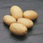 Photo Potatoes grade Fabula
