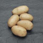 Photo Potatoes grade Viktoriya