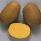 foto La patata la cultivar Skarb