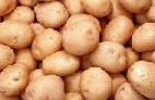 Photo Potatoes grade Zhuravinka