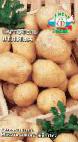 foto La patata la cultivar Velina