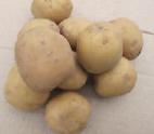 Foto Kartoffeln klasse Adretta