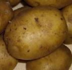 foto La patata la cultivar Krepysh
