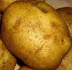 Photo Potatoes grade Golubizna