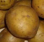 foto La patata la cultivar Timo