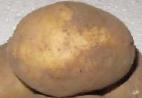 foto La patata la cultivar Ehffekt