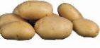 foto La patata la cultivar Kosmos