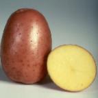 Foto Kartoffeln klasse Bellaroza
