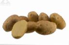 foto La patata la cultivar Fontane