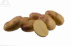 Foto Kartoffeln klasse Pikasso