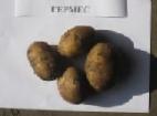 Photo Potatoes grade Germes