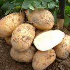 foto La patata la cultivar Zolushka F1