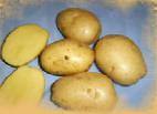 foto La patata la cultivar Galla