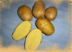 Photo Potatoes grade Lambada