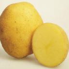 foto La patata la cultivar Vineta