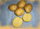 foto La patata la cultivar Molli