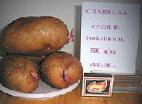 Foto Kartoffeln klasse Slavyanka