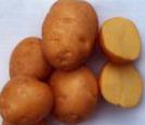 foto La patata la cultivar Solnechnyjj