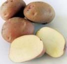 foto La patata la cultivar Nakra