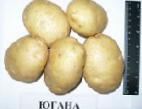 foto La patata la cultivar Yugana