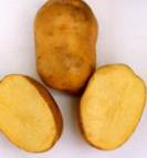 Photo Potatoes grade Antonina