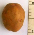 foto La patata la cultivar Tomich