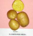 foto La patata la cultivar Pamyati Rogachjova