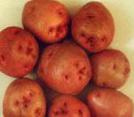 Photo une pomme de terre l'espèce Chaya