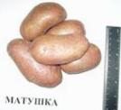 Photo une pomme de terre l'espèce Matushka