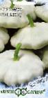 foto Le zucchine patissone la cultivar Belye-13
