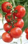 Photo des tomates l'espèce Ochakov F1