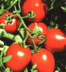 Foto Los tomates variedad Suriya F1 