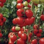 Photo des tomates l'espèce Medina F1 