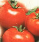 Foto Los tomates variedad Tamerlan F1 