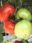 Photo des tomates l'espèce Yakimanka F1 