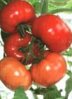 Foto Tomaten klasse Ostozhenka F1 