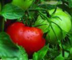 Photo des tomates l'espèce Pablo F1