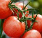 Foto Los tomates variedad Khalajj F1