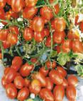 Foto Los tomates variedad Korol rynka №II F1